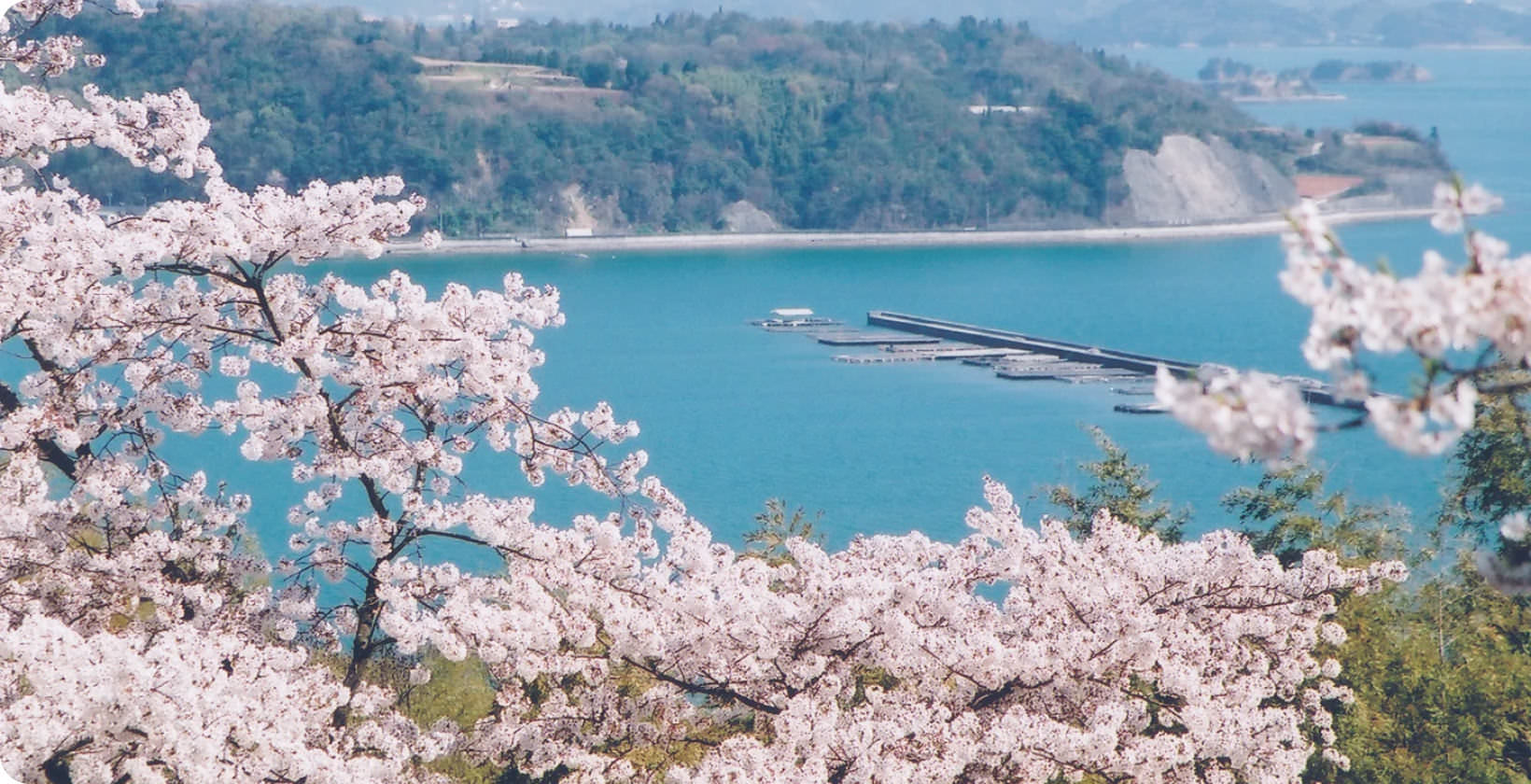 桜の名所、正福寺山公園
